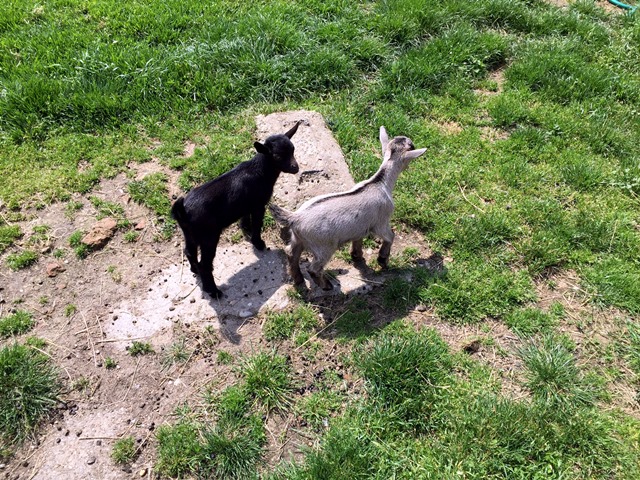 Bőszénfa állatsimogató